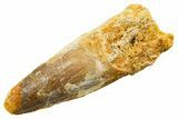 Fossil Spinosaurus Tooth - Feeding Worn Tooth #364229-1